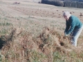 Karl, Thue og Tinne Gammelvind høster i Lundbæk i slutningen af 1970'erne. For yderligere oplysninger, se menupunktet 'Vind i billeder' -> 'Månedens billede, september 2015'.