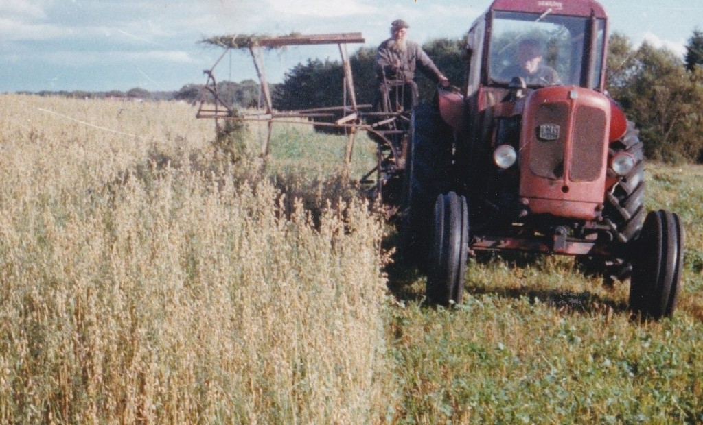 Karl, Thue og Tinne Gammelvind høster i Lundbæk i slutningen af 1970'erne. 