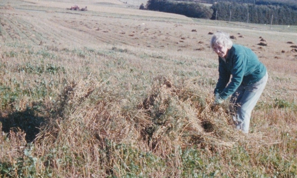 Karl, Thue og Tinne Gammelvind høster i Lundbæk i slutningen af 1970'erne. 