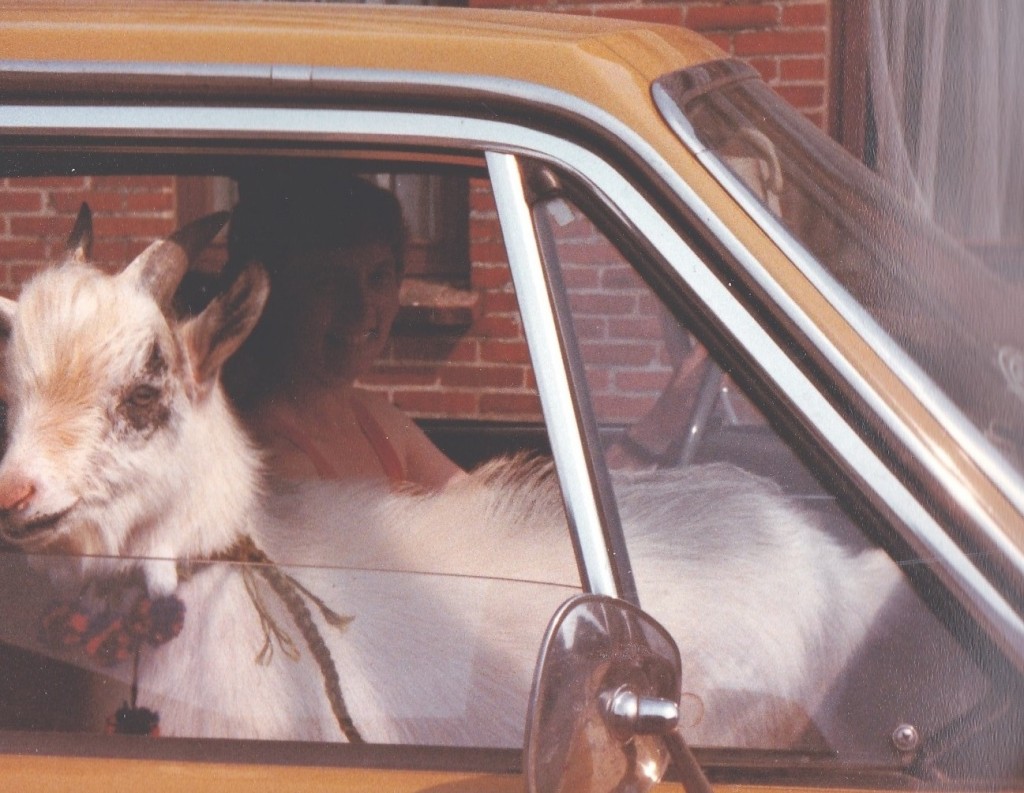 Asta Gammelvind på vej til loppemarked -i selskab med familiens ged. 1982.