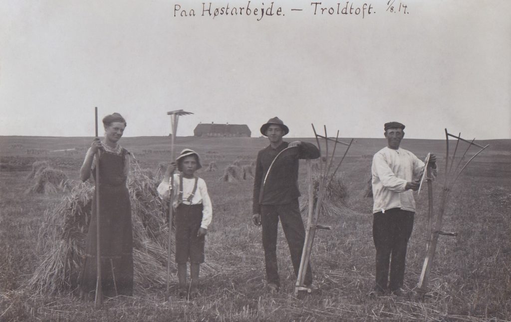 Der høstes i Troldtoft i 1914.
