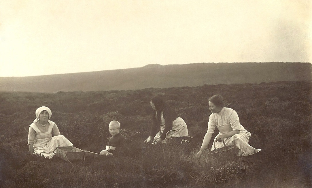 Bærplukning i Stråsø, sandsynligvis 1916.